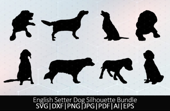 English Setter Dog